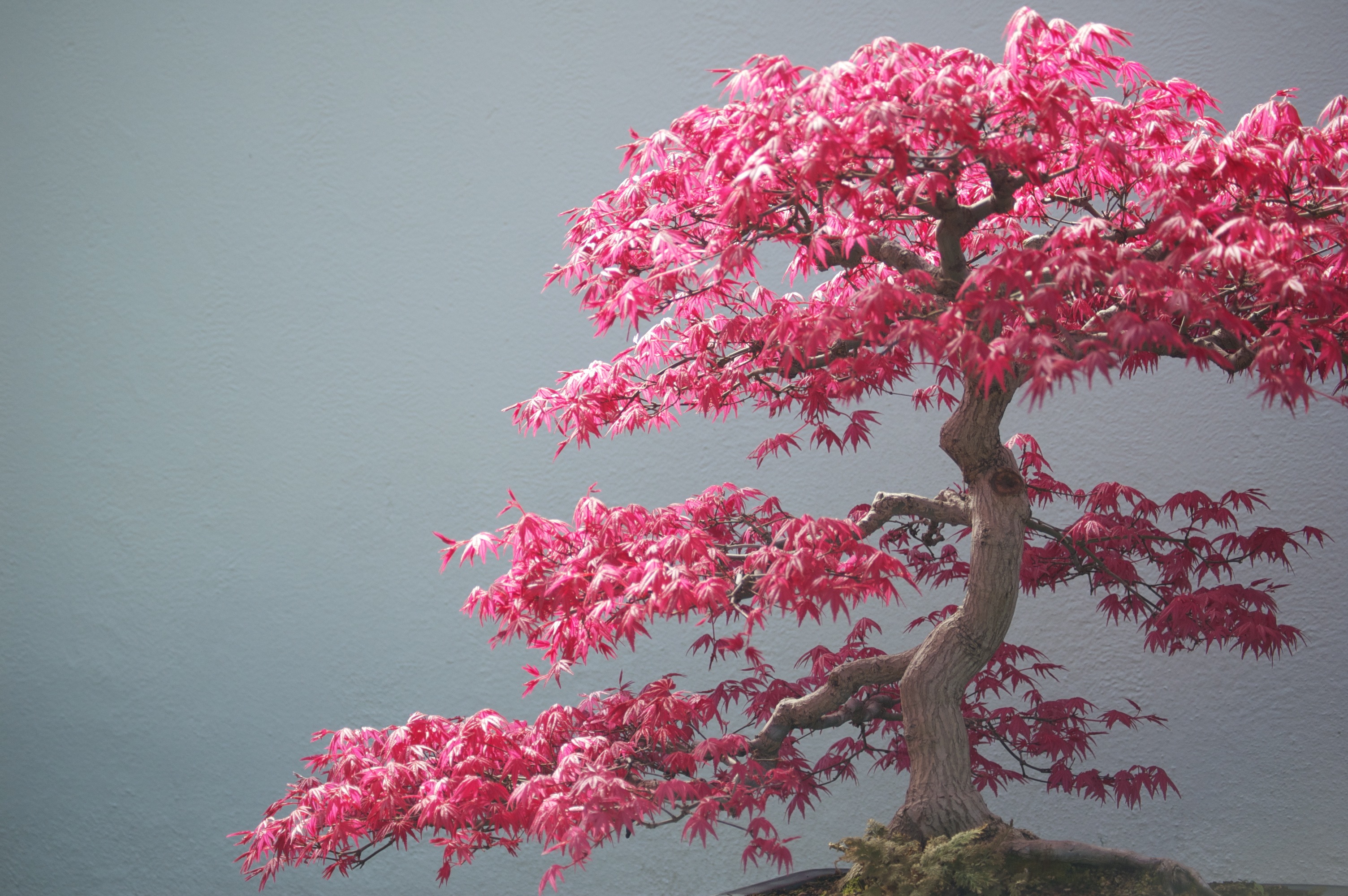 Японское дерево с розовыми цветами название фото
